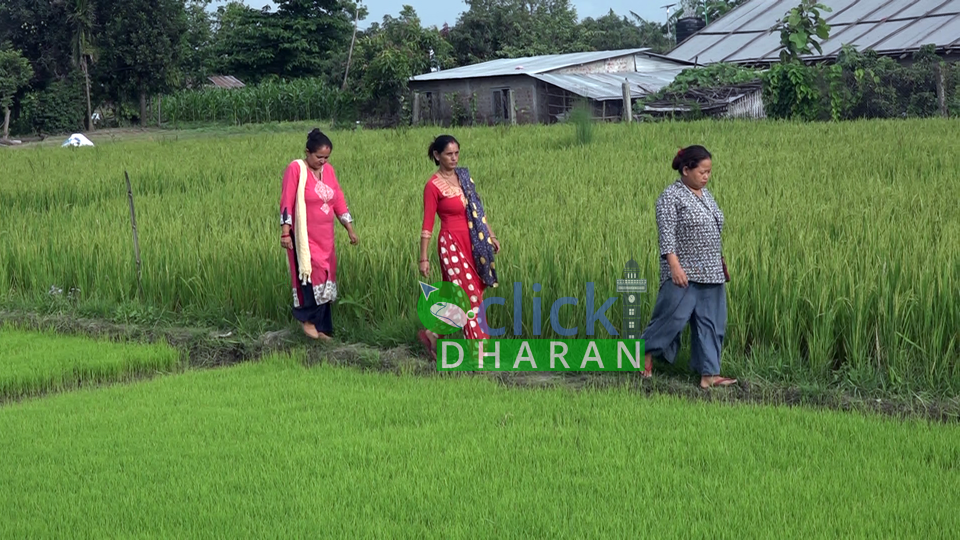 krishi-women-clickdharan (3)